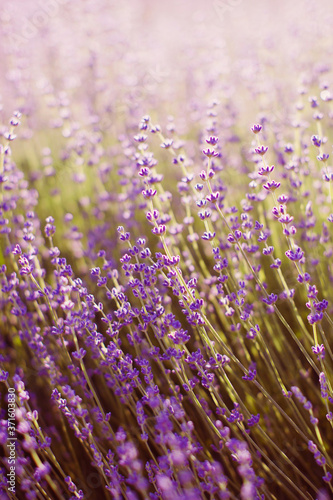 Lavender field with sun lights