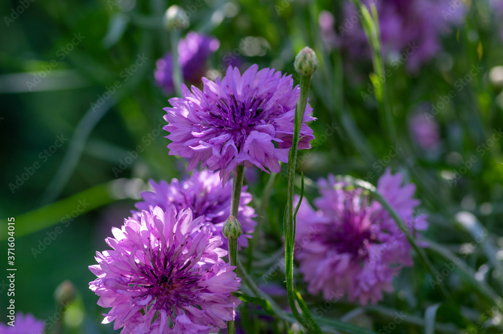 Centaurea cyanus purple cultivated flowering plant in the garden, group of beautiful cornflowers flowers in bloom Centaurea cyanus purple cultivated flowering plant in the garden, group of beautiful cornflowers flowers in bloom