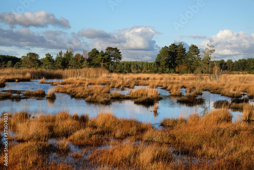 Fotografia The wetlands of Thursley Common, Surrey, in the evening winter sun