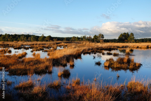 The wetlands of Thursley Common, Surrey, in the evening winter sun.