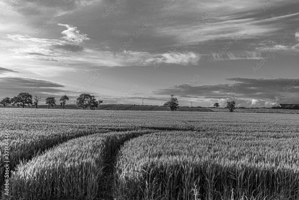 Fototapeta premium Field of Wheat