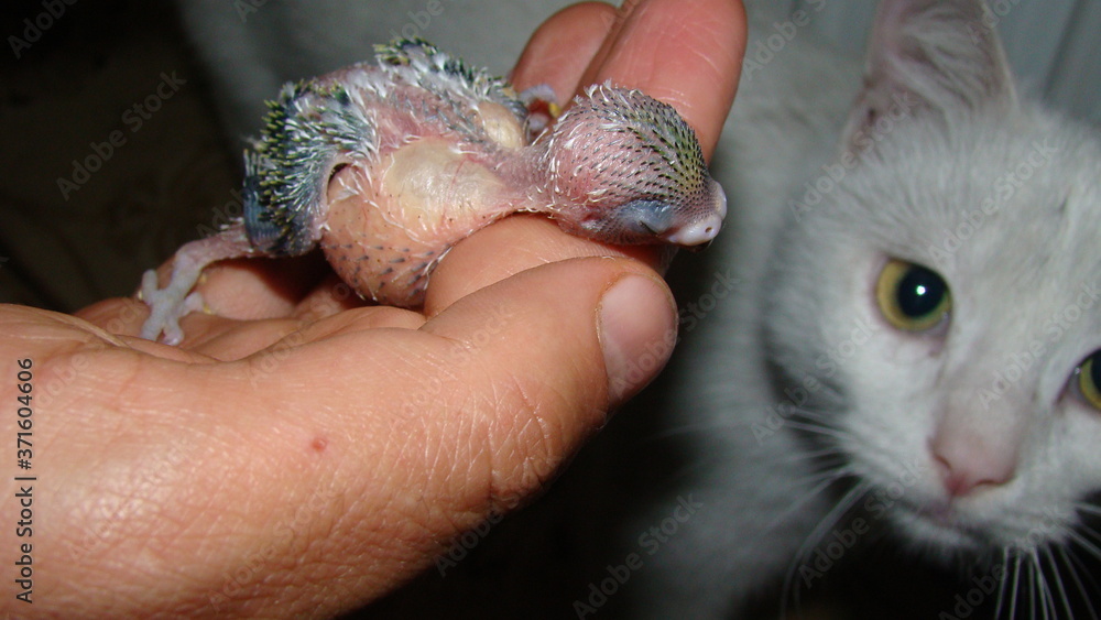 Baby budgie parrot with stomach full with cat background ..