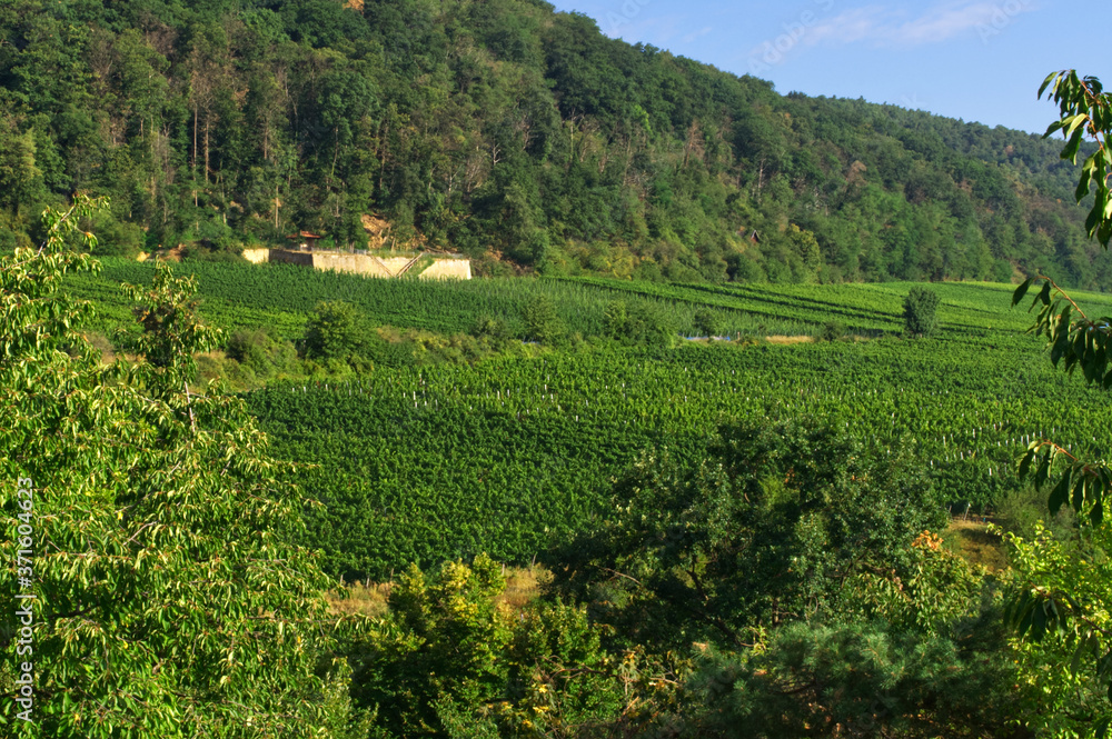 Weinberge bei Deidesheim im Hintergrund der Haardtrand des Pfälzer Waldes