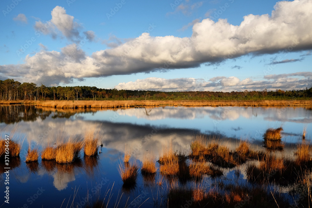 The wetlands of Thursley Common, Surrey, in the evening winter sun.