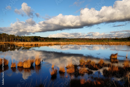 The wetlands of Thursley Common  Surrey  in the evening winter sun.