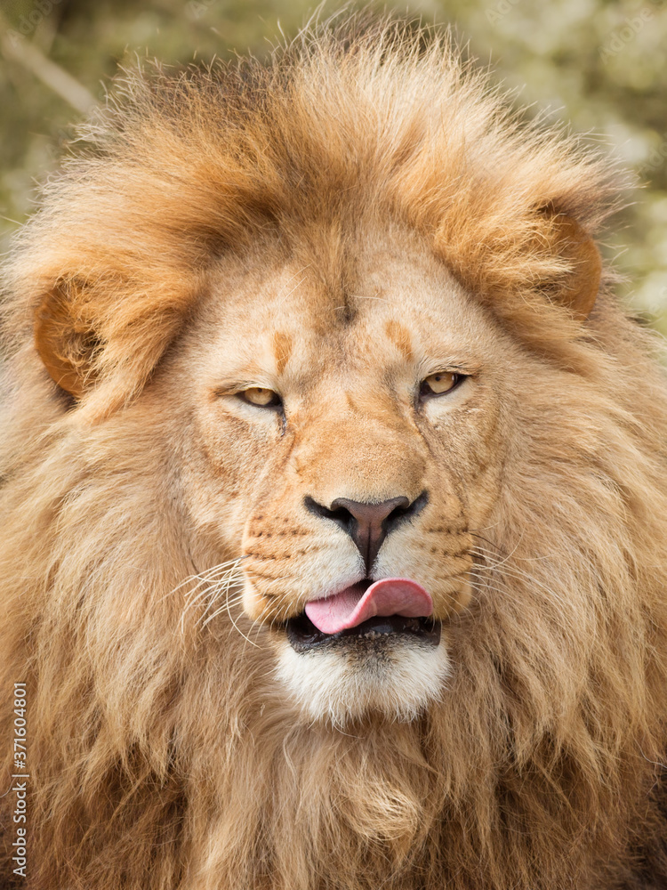 Lion licking its mouth because of hunger or greed