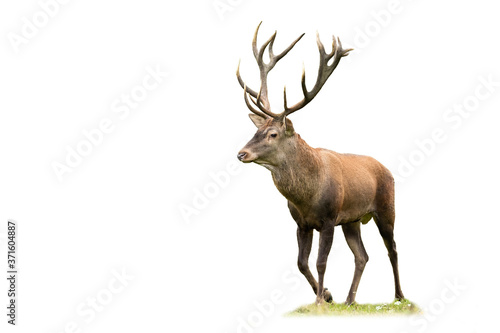 Calm red deer stag with large antlers walking on meadow isolated on white background. Tranquil male mammal approaching from front view cut out on blank.