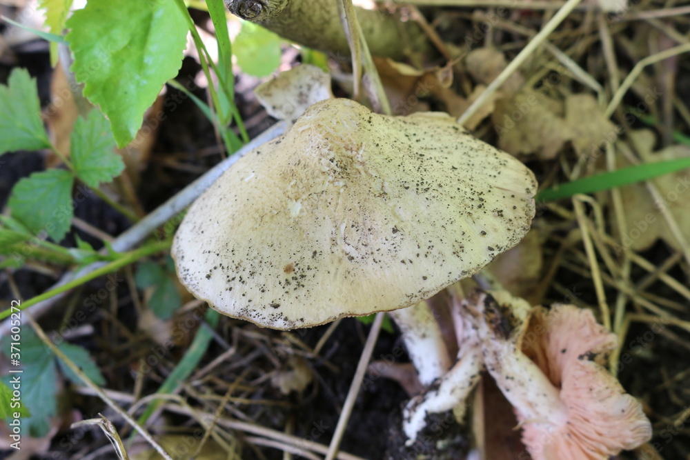 The mushroom grew in the summer forest
The mushroom grew in the summer forest