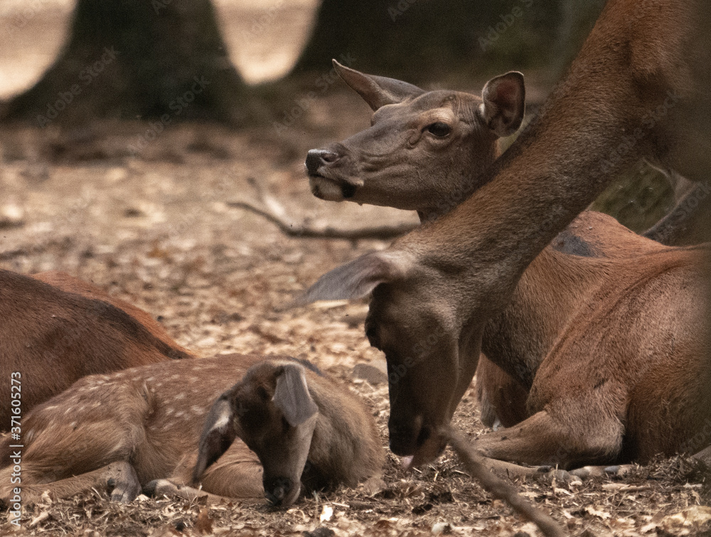 Fototapeta premium mammifère