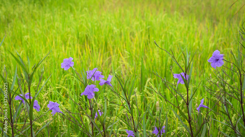 Fotografie Beautiful purple flowers Ruellia siamensis J