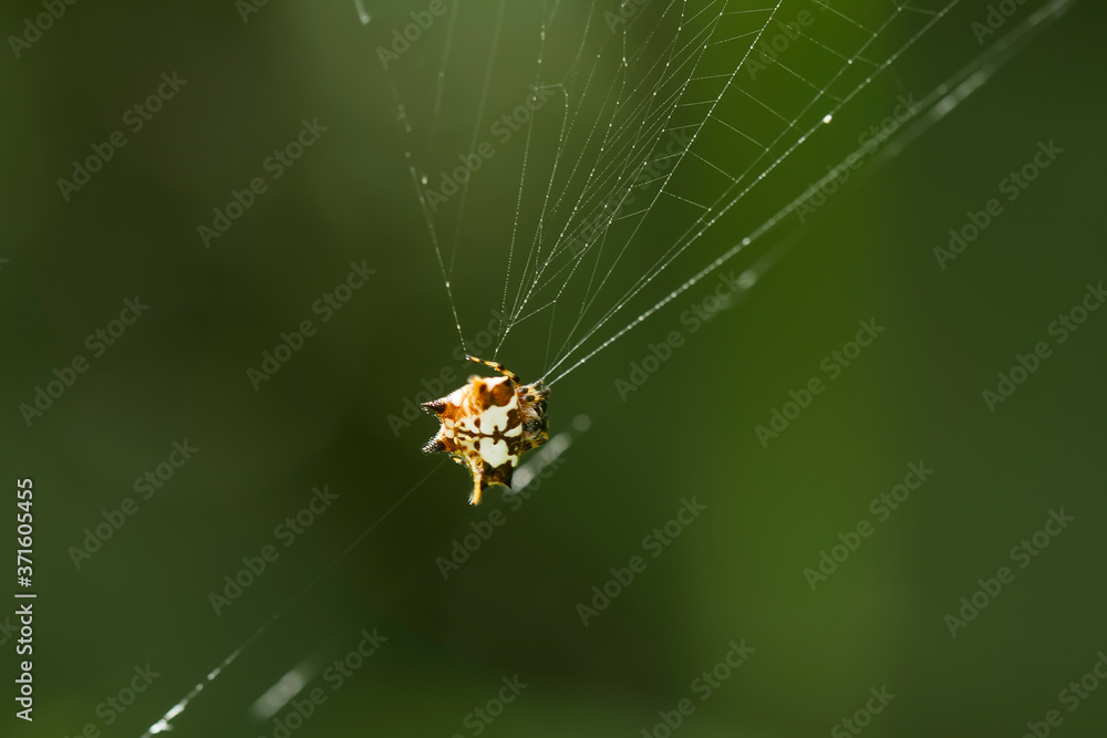 horned spider on a web horned spider on a web