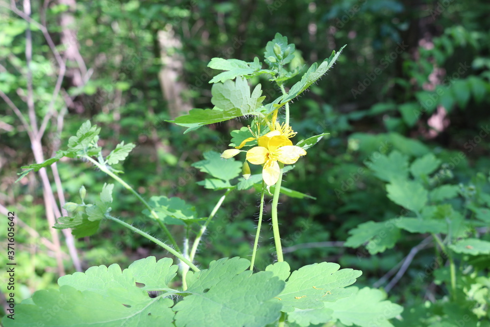 Bright yellow flowers of celandine bloom in a forest glade
Bright yellow flowers of celandine bloom in a forest glade