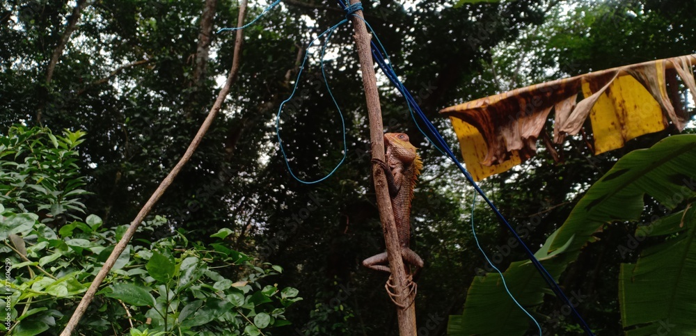 Fototapeta premium Lizard on a tree trunk looking at camera