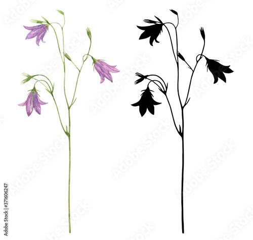 Set of elements for design and scrapbooking. Watercolor botanical illustration of bell flower and black flower silhouette on white background.