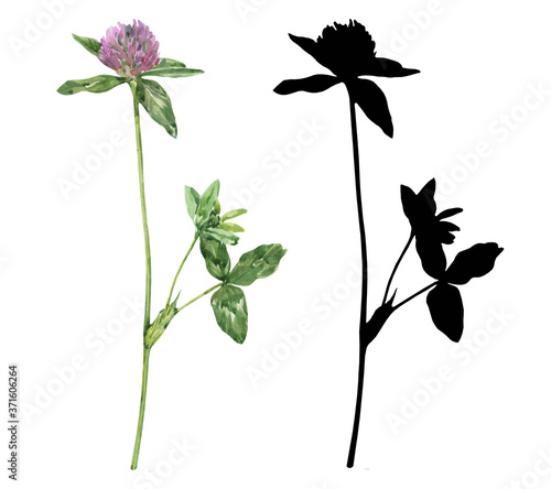 Set of elements for design and scrapbooking. Watercolor botanical illustration of clover flower and black silhouette of clover flower on white background.