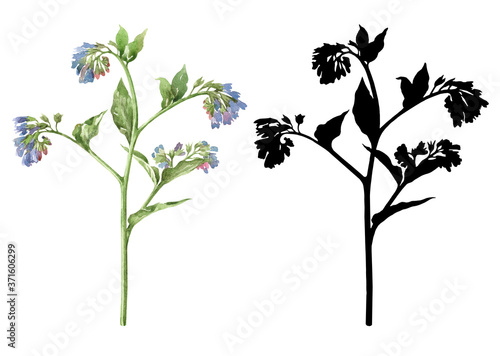 Set of elements for design and scrapbooking. Watercolor botanical illustration of a flower and black silhouette of a flower on a white background.