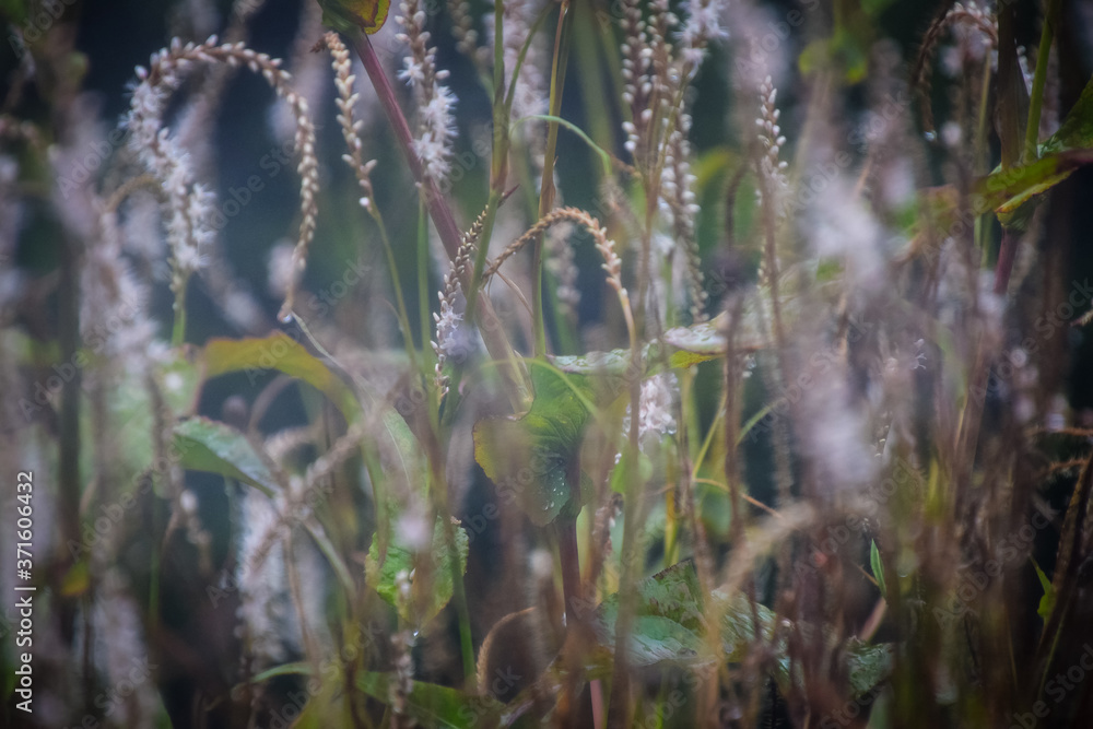 reeds in the wind and rain reeds in the wind and rain