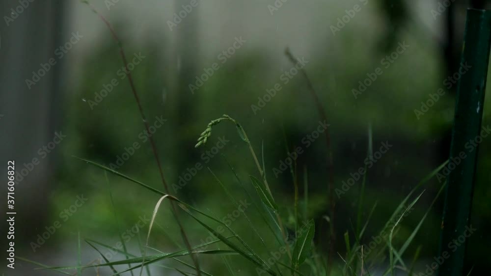 Rainy weather. Tiny drops fall down. Green grass in focus. Dull light Rainy weather. Tiny drops fall down. Green grass in focus. Dull light
