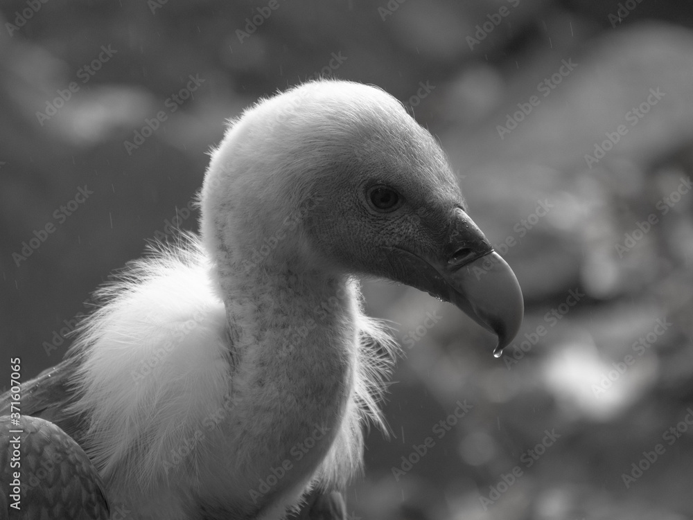 Vautour Vautour