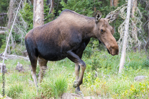 Cow Moose on the move in the forest. Moose in the Colorado Rocky Mountains