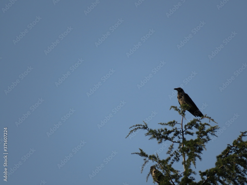 Cornacchia di profilo al tramonto -
Crow profile at sunset Cornacchia di profilo al tramonto -
Crow profile at sunset