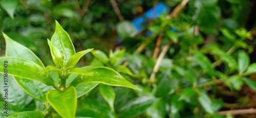 young leafs of a plant close up view