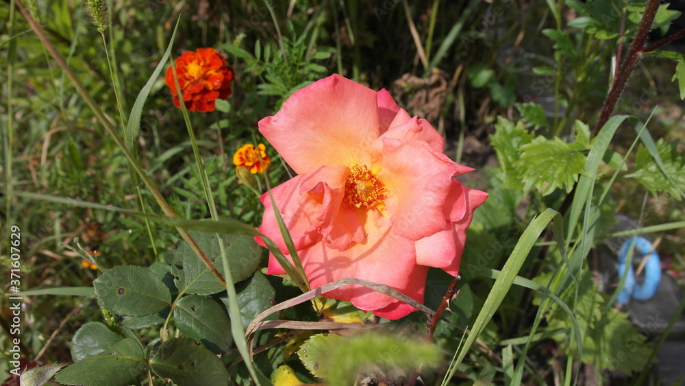 flowers in the garden rose tea color