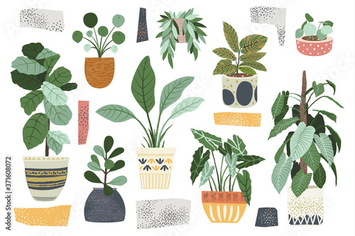 Home Decor Indoor Plant Collections