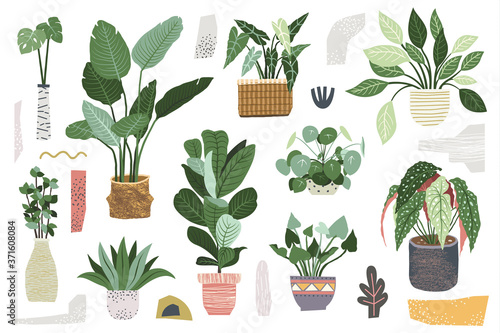 Greenery Indoor House Plant Collections