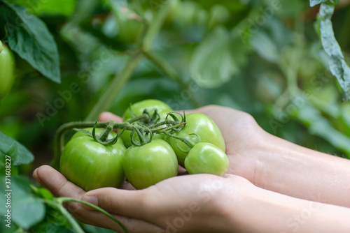 Farmer holding fresh green tomatoes in her hand