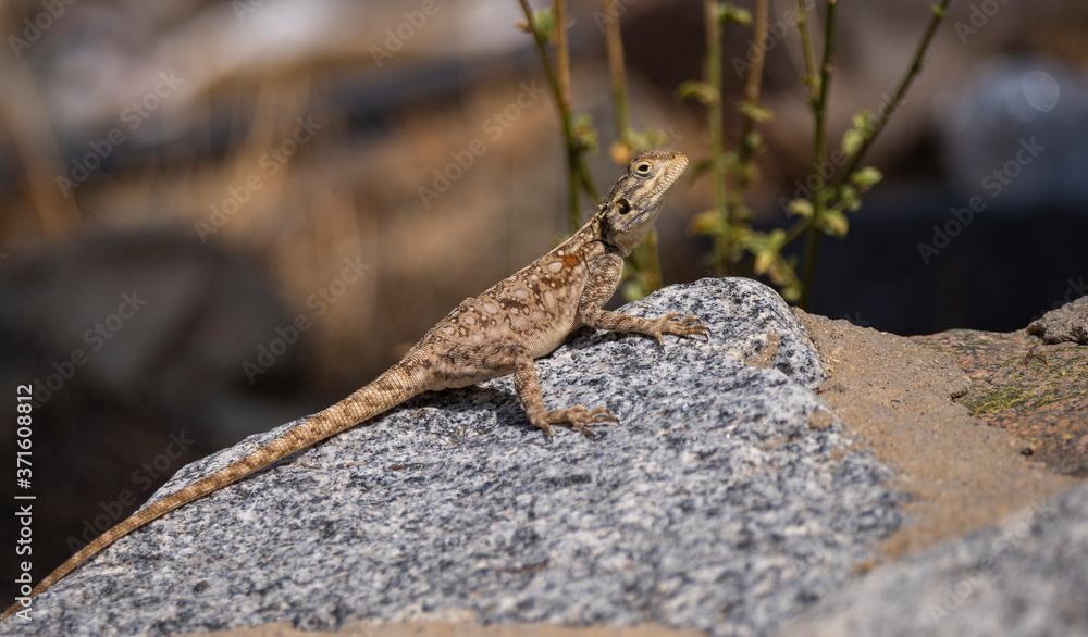 Rock Agama Lizards in the Al Hada mountain region of Taif, Saudi Arabia Rock Agama Lizards in the Al Hada mountain region of Taif, Saudi Arabia