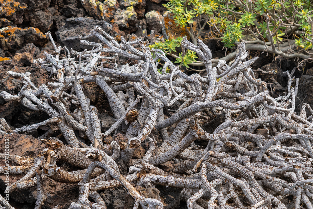 View of vegetation, plant trunks on the volcanic island of Lanzarote View of vegetation, plant trunks on the volcanic island of Lanzarote