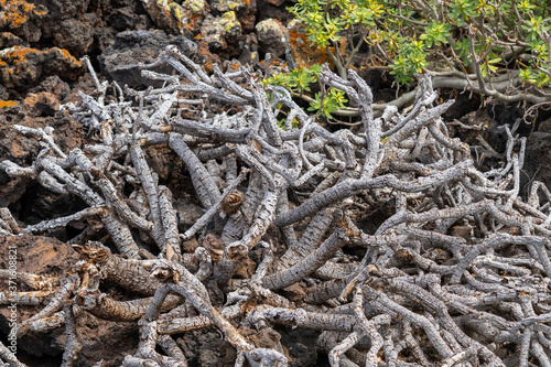 View of vegetation, plant trunks on the volcanic island of Lanzarote