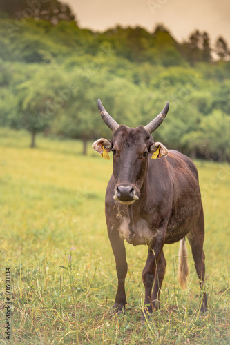Fototapeta Naklejka Na Ścianę i Meble -  cow on the meadow