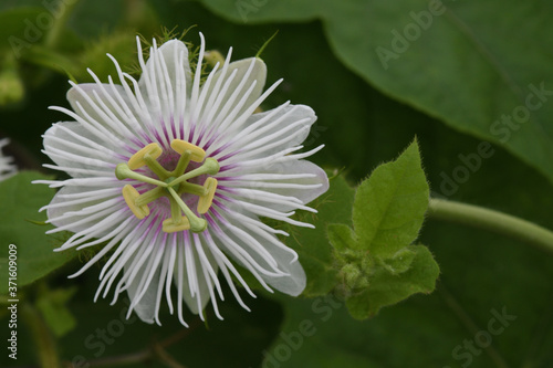 pink daisy flower