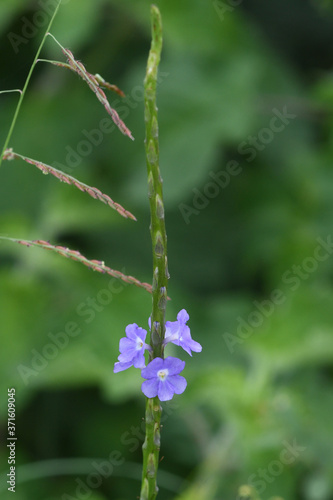 purple flower in the garden