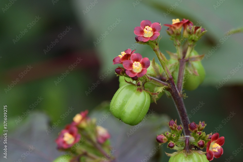 red and yellow flowers red and yellow flowers