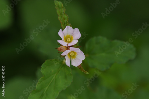 pink and white flower