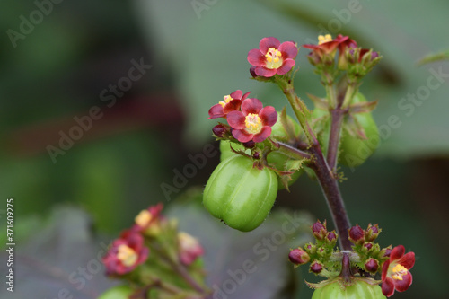 red and yellow flowers