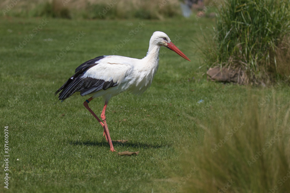 African White Stork African White Stork