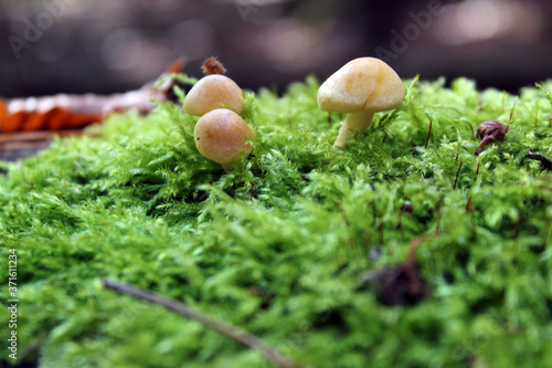 close up of mushrooms in autumn forest