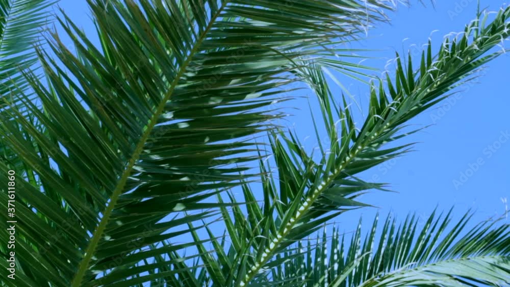 Palm tree leaf blue sky. Palm trees at tropical island coast Palm tree leaf blue sky. Palm trees at tropical island coast
