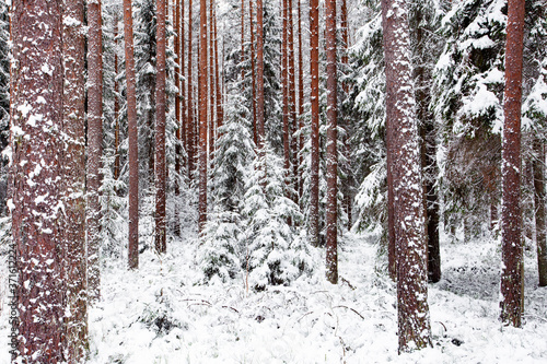 An old wintery boreal pine grove with tall trees in Estonia, Northern Europe. 