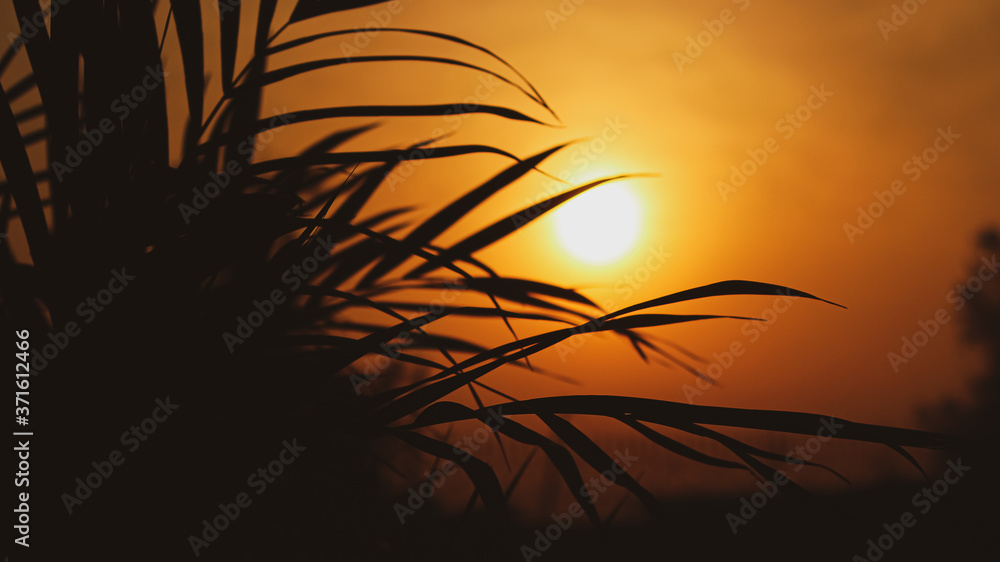 grass silhouette against the sunrise