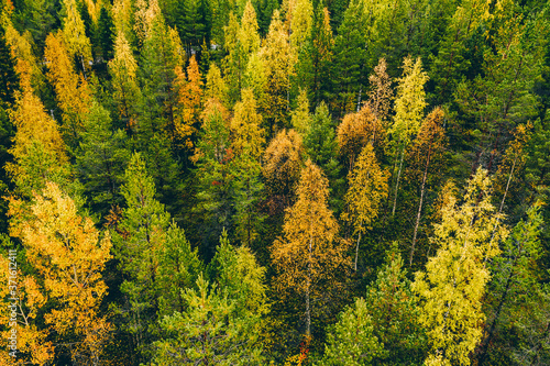 Aerial top view of  yellow and orange autumn trees in forest in rural Finland.