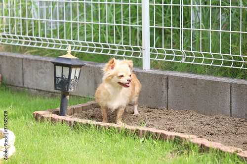 庭で遊ぶチワワ