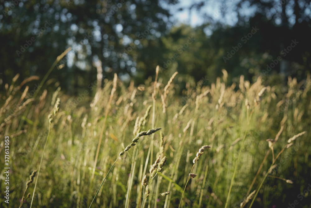 grass in the wind