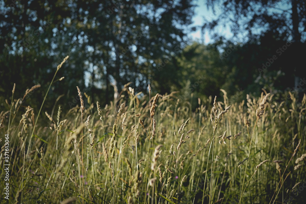 grass in the wind grass in the wind