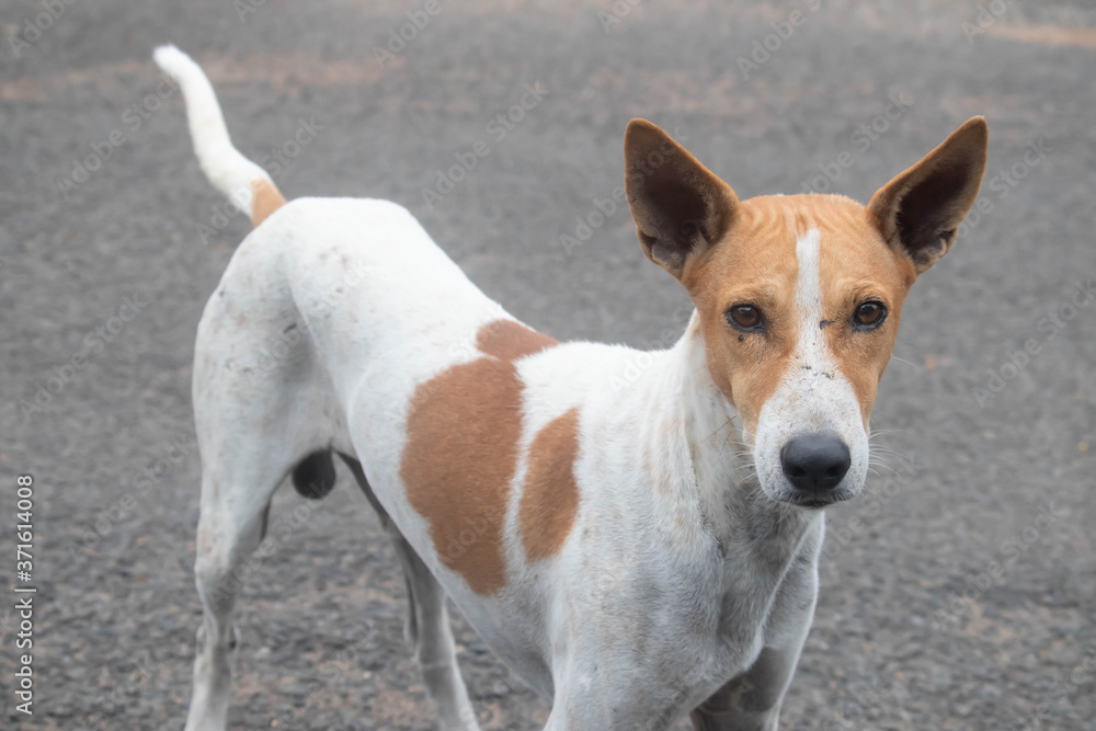 Tired Hungry Sad Cute Hopeless Homeless Orphan Indian Street Stray Dog With Ears Seeking Help Food Adoption Looking At Camera Tired Hungry Sad Cute Hopeless Homeless Orphan Indian Street Stray Dog With Ears Seeking Help Food Adoption Looking At Camera