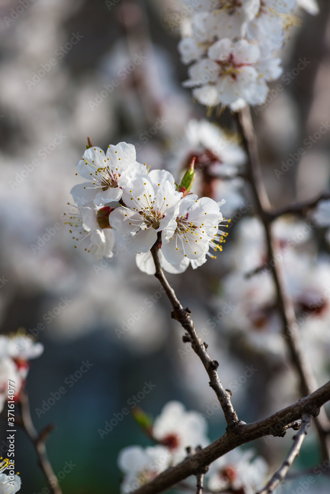 Nice white apricot spring flowers branch on blue sky background Nice white apricot spring flowers branch on blue sky background